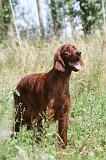 SETTER IRLANDAIS 083